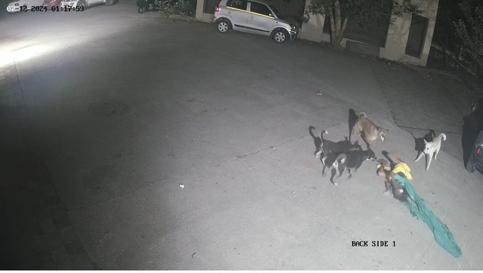 महाराष्ट्र के कल्याण के पास टिटवाला के रीजेंसी कॉम्प्लेक्स में एक दिल दहला देने वाली घटना घटी है, जहां एक महिला पर 4 आवारा कुत्तों ने हमला कर दिया.