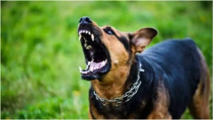 आवारा कुत्तों से बचने के लिए, आप ये उपाय अपना सकते हैं:
आवारा कुत्तों से उचित दूरी बनाए रखें. 
सीधे नज़रों में न आने दें. 
अगर कुत्ता सामने आ जाए, तो भागने या चिल्लाने की बजाय सीधे खड़े रहें. 
अगर कुत्ता हमला करे, तो जोर-जोर से चिल्लाएं. 
अगर पास में कोई छड़ी या पत्थर है, तो उसे उठाकर कुत्ते को डराएं. 
अगर आपके पास काली मिर्च का स्प्रे है, तो उसकी आंखों में डालें. 
अगर आपको लगता है कि कुत्ता हमला करेगा, तो आप भी हमला करें. 
स्थानीय पशु नियंत्रण या पशु कल्याण संगठन को सूचना दें. 
सिरका की तेज़ गंध से कुत्ते दूर भागते हैं. इसे लॉन के चारों ओर छिड़कें. 
पड़ोस में आवारा कुत्तों की समस्या से निपटने के लिए, पशु नियंत्रण एजेंसियों से संपर्क करें. वे नसबंदी और टीकाकरण अभियान चला सकते हैं. 
पशु कल्याण संगठनों को दान या स्वयंसेवा से मदद करें. 