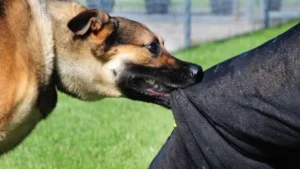 तेलंगाना में कुत्तों का आंतक