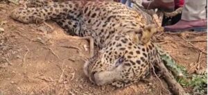 तेंदुए को जाल में फंसाकर मारा,  ग्रामीणों ने वन विभाग को सौंपा 