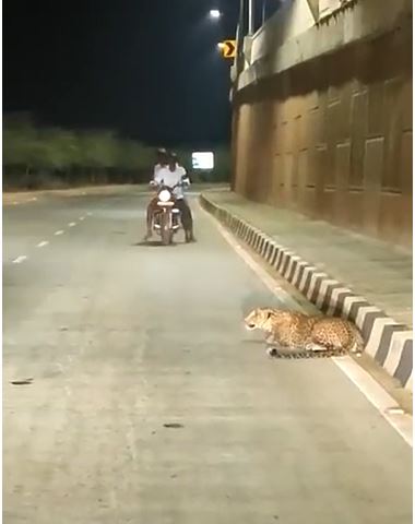 When the leopard stood roaring in the middle of the highway
