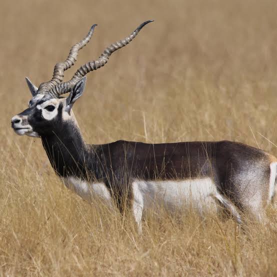 अकोला राष्ट्रीय महामार्ग पर कर की चपेट से काले हिरण की मौत, मास बिक्री कर अरोपी फरार