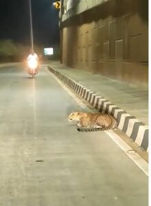 तेलंगाना: नेशनल हाईवे पर दिखा तेंदुआ