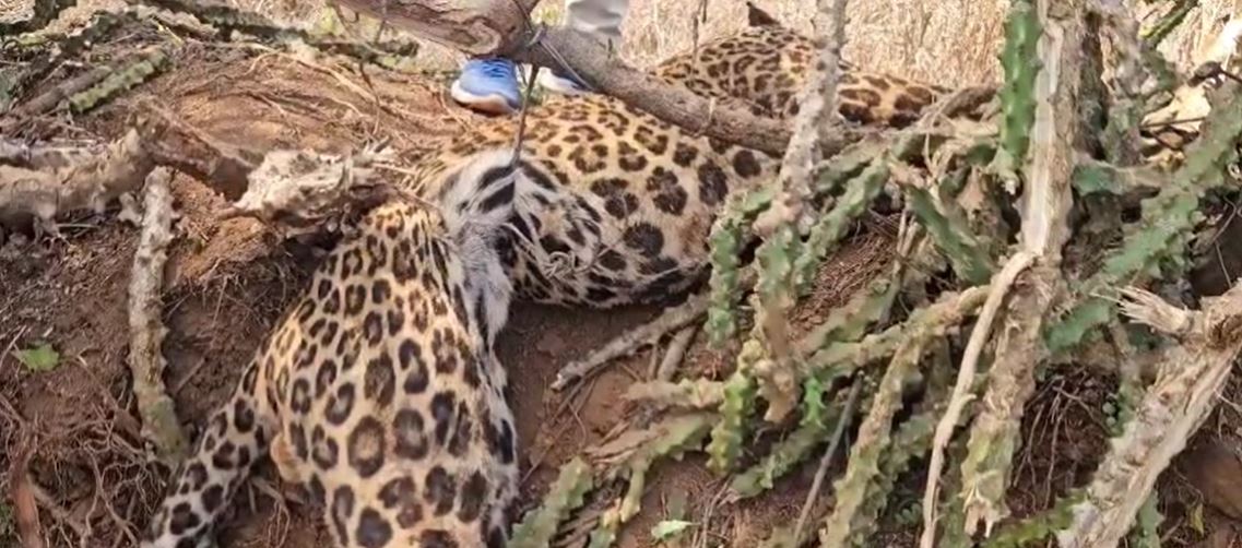 तेंदुए को जाल में फंसाकर मारा, शिकार की आशंका