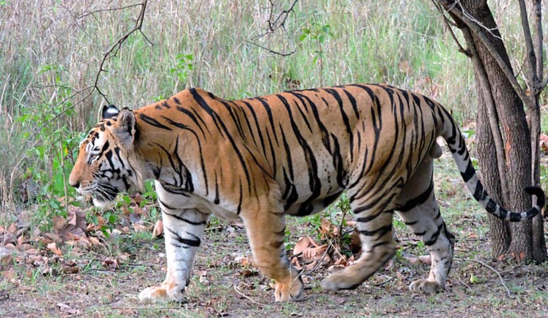 Remove term: Asifabad Tiger is being forced to starve! Asifabad Tiger is