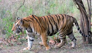 Remove term: Asifabad Tiger is being forced to starve! Asifabad Tiger is 