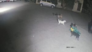 महाराष्ट्र के कल्याण के पास टिटवाला के रीजेंसी कॉम्प्लेक्स में एक दिल दहला देने वाली घटना घटी है, जहां एक महिला पर 4 आवारा कुत्तों ने हमला कर दिया.