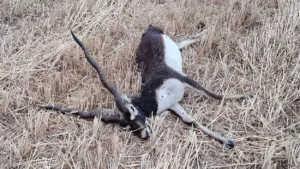 अकोला शहर के राष्ट्रीय महामार्ग क्रमांक 6 पर एक क।र की चपेट में आने के कारण एक काले हिरण की