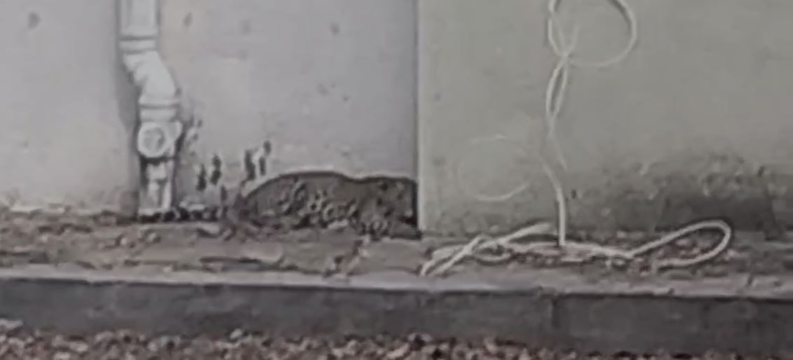 यूनविर्सिटी कैंपस में घ़सा तेंदुआ