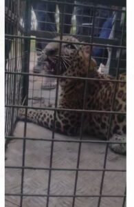 यूनिवर्सिटी कैंपस में घुसा तेंदुआ, कई घंटे दहशत में रहे छात्र, देखें वीडियो