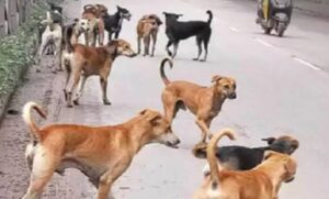 तेलंगाना में कुत्तों का आंतक