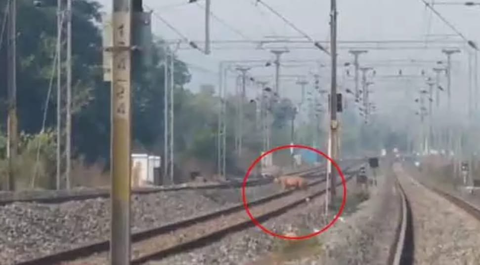 आसिफाबाद में रेलवे की पटरियों पर घूमता नजर आया बाघ